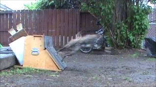 Tenacious Flyball box work week 1