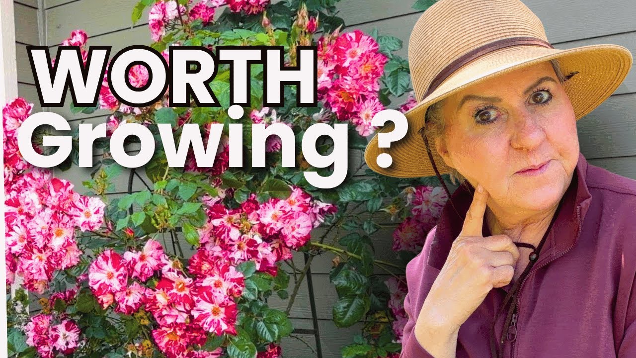 These Roses Changed My Garden Forever