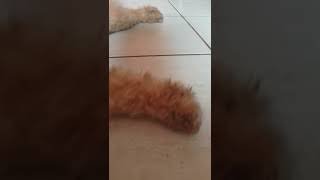 O Peitinho Primeiro Ê