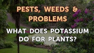 What Does Potassium Do for Plants?