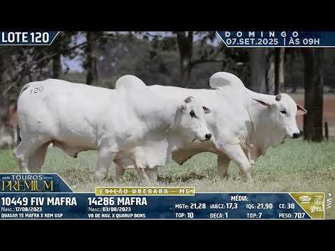LOTE 120