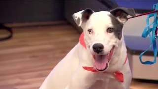 Pets on Parade: 7/21/18