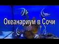 Океанариум. Город Сочи, парк Ривьера. Красивые экзотические рыбы. Sochi city. Oceanarium.