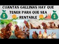 📢Cuantas Gallinas Hay Que Tener Para Que Sea Rentable 2023📢