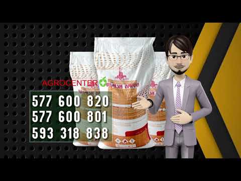 ნიორი  'ფოსფატ გოლდი'