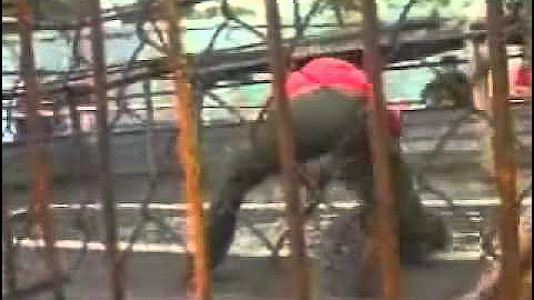 SHOCKING: Worlds Largest Snake 49ft. Indonesian Reticulated Python.