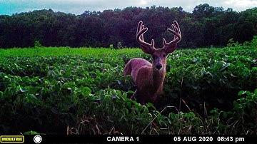 Scouting and Patterning Whitetail Deer / The Early Game, Chapter 1: Preseason Planning