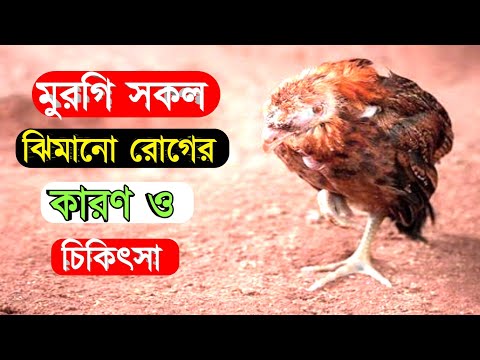 ভিডিও: মোরগ কি খুব বেশি ঝরে?