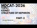 KIDNEY || STRUCTURE OF NEPHRON || MDCAT-2026 || PART-2