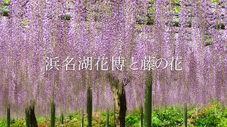 [Flowers at Lake Hamana Flora Expo] Colorful flowers bloom at Lake Hamana Flora Expo 2024