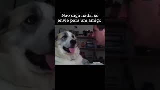 😅🤣😂#bicho #bichos #fofinhos #fofos #pets #animals #dog