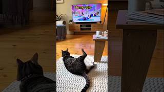 Funny cats 😂😍 #aww #shorts#cat #funnyanimals #cute #meawo #animals #viral #catlover #funnycute