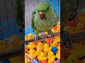 “Mittu aur Bubble ki Masti 🦜💧✨”