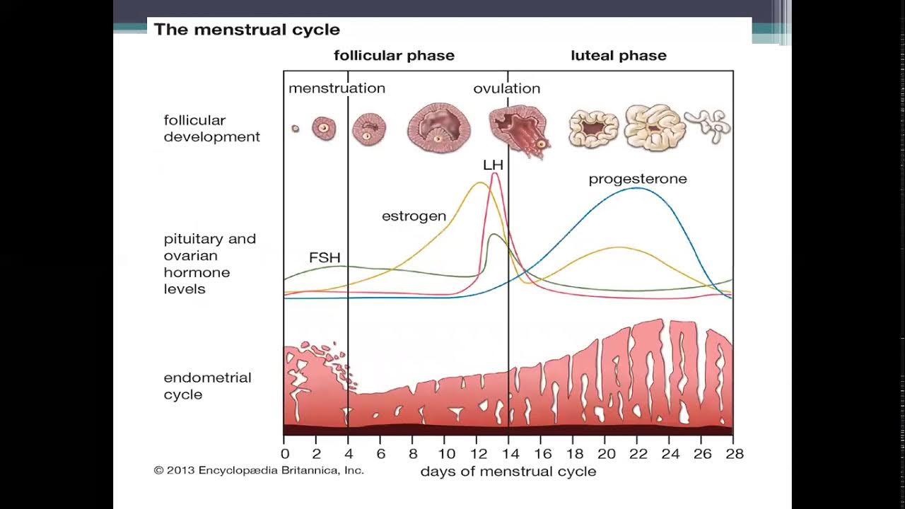 Menstrual Disorders.