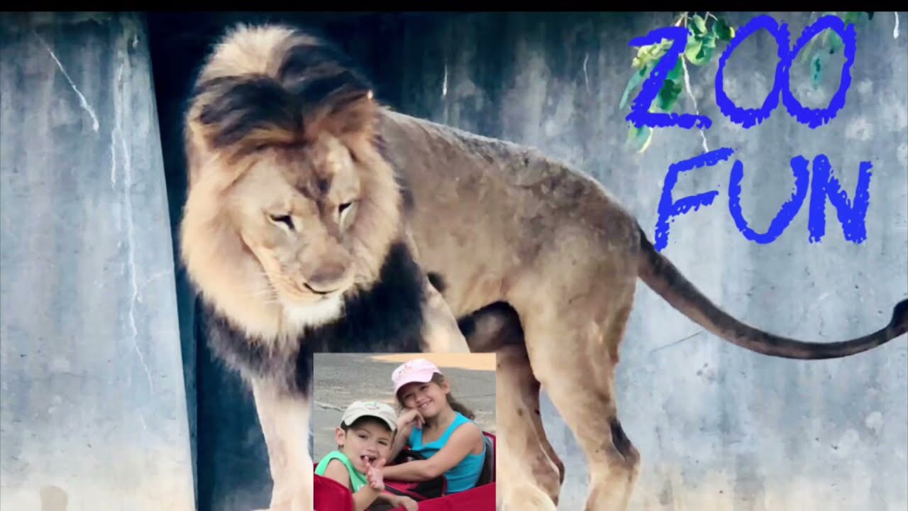Louisville Zoo Lion Roars - YouTube