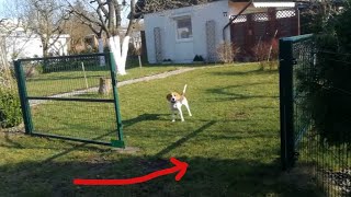 Beagle nie musi uciekać