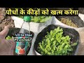 पौधों💐 की सभी बीमारियों का एक ही इलाज | जो बनाये खुद 😊| How To Remove Insects From Plants