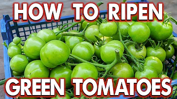 Jak brzy můžete jíst zelená rajčata?