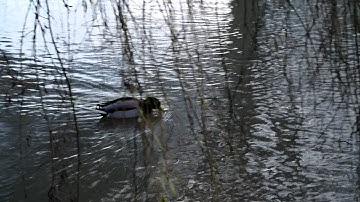 Pentax K-S1 FullHD Video 3