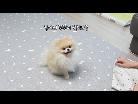 고양이와는 다른 강아지 <strong>꾹꾹이</strong>!!