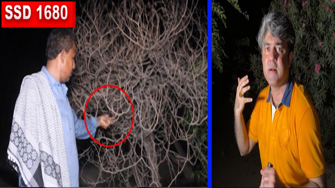 SSD 1680 | Ghalti Par Ghalti.. Khushk Darakht Ko Torhna.. Wo Bhi Raat Ko..