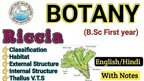 Riccia / BSc 1st year Botany / Riccia in Hindi / Riccia Thallus Structure / VTS of Riccia Thallus