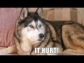 Husky Explains How He HURT Himself &amp; Won’t Get Better!