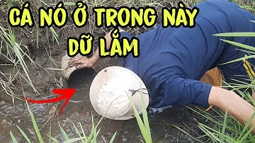 Nước trên ruộng lúa cạn cá chui vô đây | Bông lúa Miền Tây