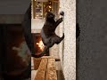 Amazing Cat Products You Need to See 🐱✨ #beforeafter #cat #interiordesign