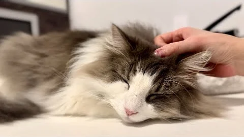 Video 8468761: norwegian forest cat, cat european, cat sound, amazing cat