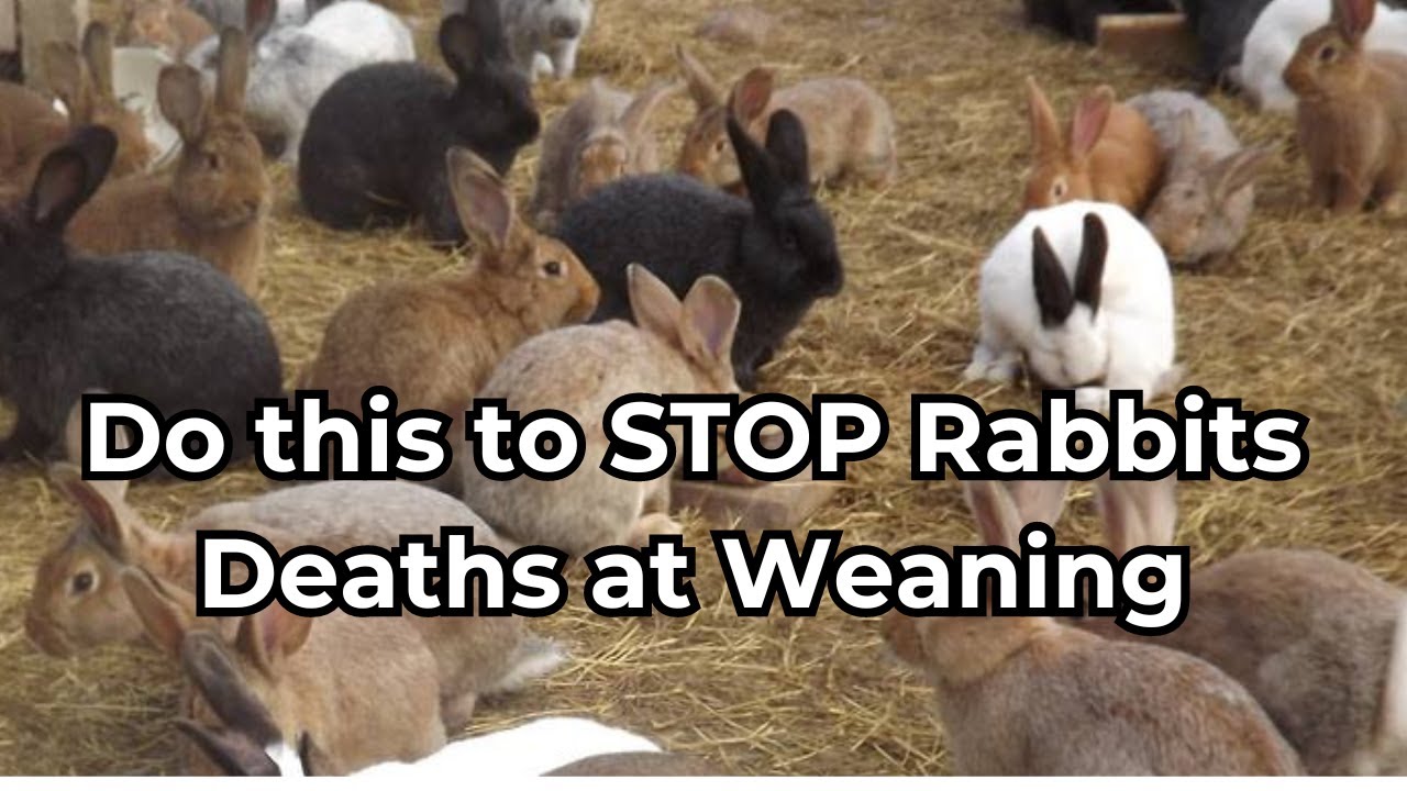 The Shocking Truth Why Rabbits Suddenly Die During Birth and Weaning
