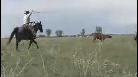 SNEAK PREVIEW - About the Martin Black Bridle Horse Series