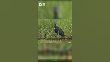 Tahukah kamu ? Fakta dan hal unik hari ini #shorts