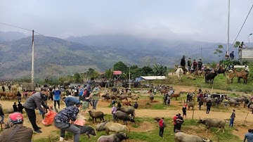 CHỢ PHIÊN CỐC LY LÀO CAI mộc mạc bán toàn Thảo Dược & Đặc Sản Tây Bắc  | Dấu Chân Vùng Cao