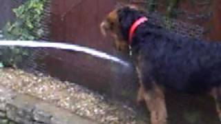 Airedale Puppy Having Fun!!