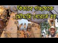 গাছ থেকে কিভাবে মৌমাছি ধরতে হয় দেখুন See treehow to catch bees from