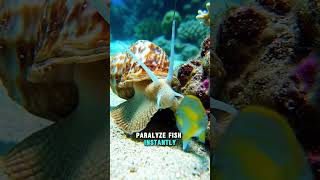 This Beautiful Shell Can Kill You! 😱 #facts #shortsviral #animals #seacreatures #shorts #viral
