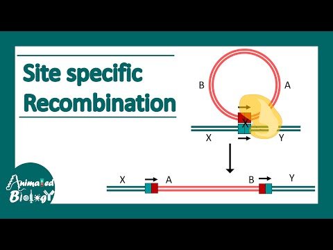 Video: Wat is de plaats van de meeste recombinatie?