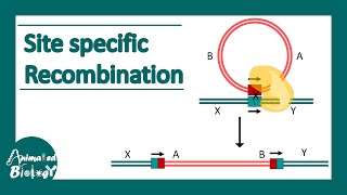 Site specific recombination | How do site specific Recombinases work?