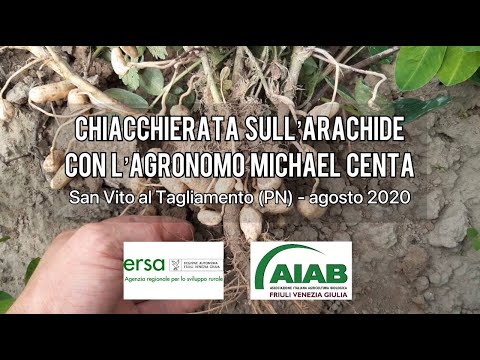 Video: Varietà di arachidi di Valencia - Suggerimenti per la coltivazione delle arachidi di Valencia