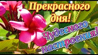 Доброго Дня!!! Я Желаю Отличного, Цветочного Настроения! Красивое Пожелание С Добрым Днем!