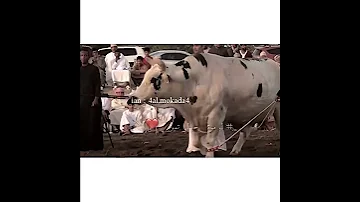 هيمان لـ حوسن 