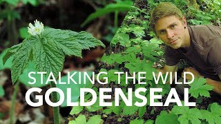 Stalking The Wild Goldenseal