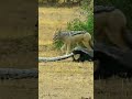 Python Tug of War Between Jackals and Honey Badger
