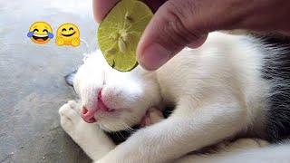 Самые смешные животные 😍 Новые смешные видео про кошек и собак 😸🐶 Часть 4