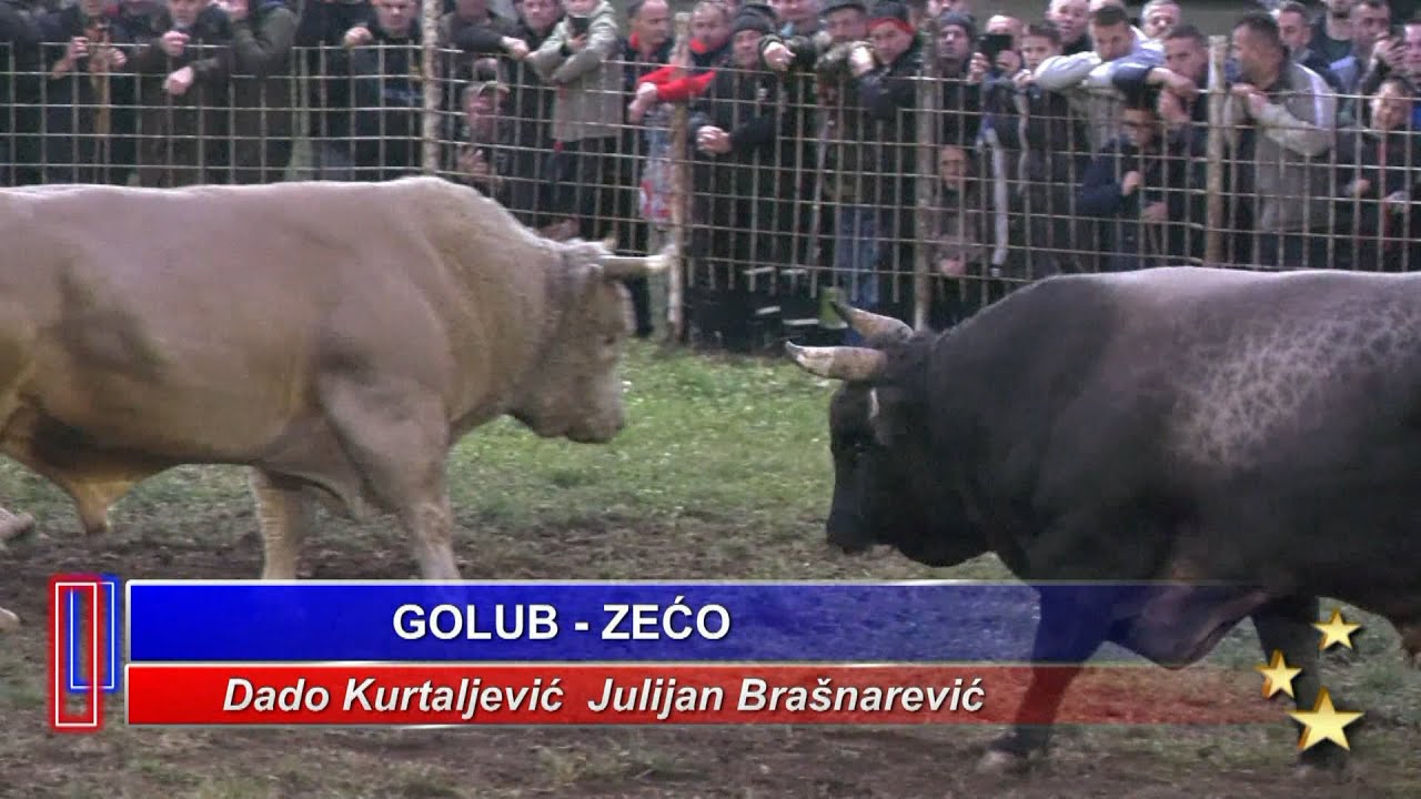 - GOLUB Dado Kurtaljević i ZEĆO Julijan Brašnarević, SANICA 2023