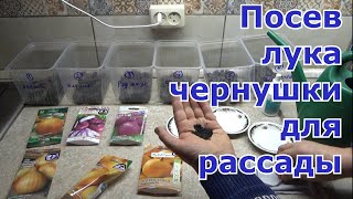 Посев лука чернушки для однолетнего выращивания лука репки. Сорта лука для выращивания за один сезон