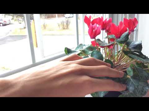 Video: Why Cyclamen Does Not Bloom