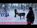 ЛАПЛАНДИЯ |СЕВЕРНЫЙ ОЛЕНЬ |