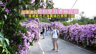 苗栗通霄楓樹里蒜香藤花廊，一條被紫色花海所圍繞的鄉間小路讓你走入花叢拍美照